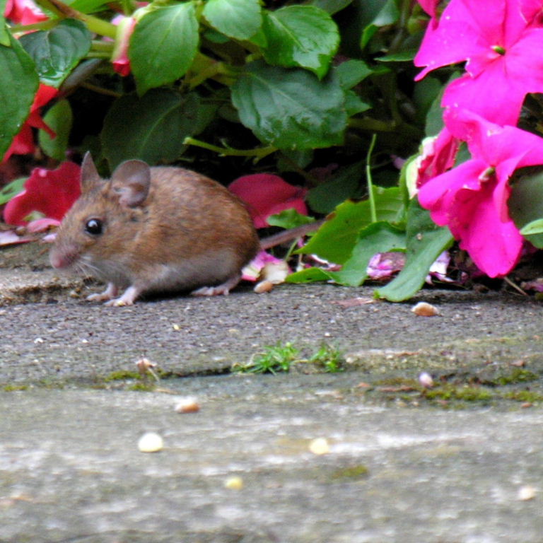 Wood Mouse with flowers