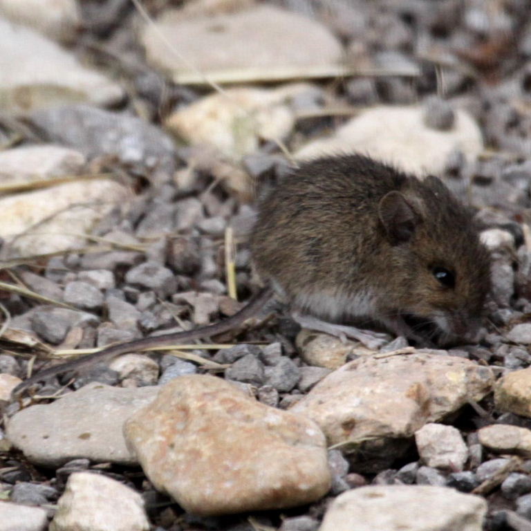 Baby Wood Mouse
