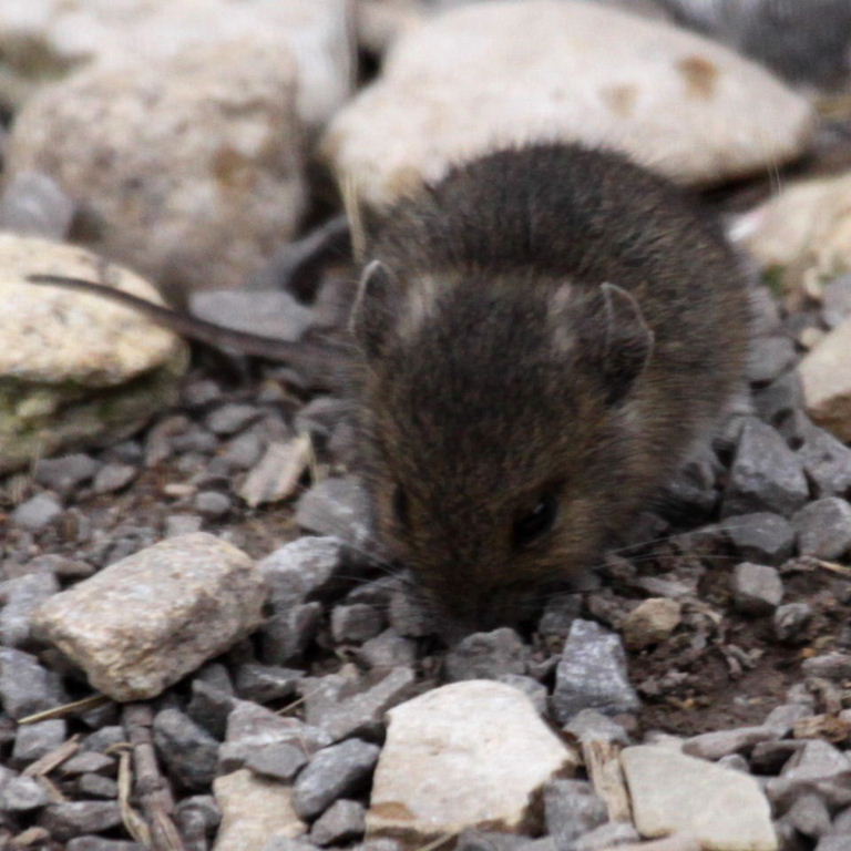 Baby Wood Mouse