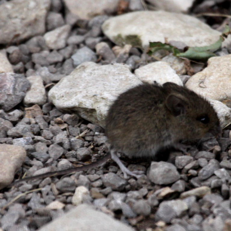 Baby Wood Mouse