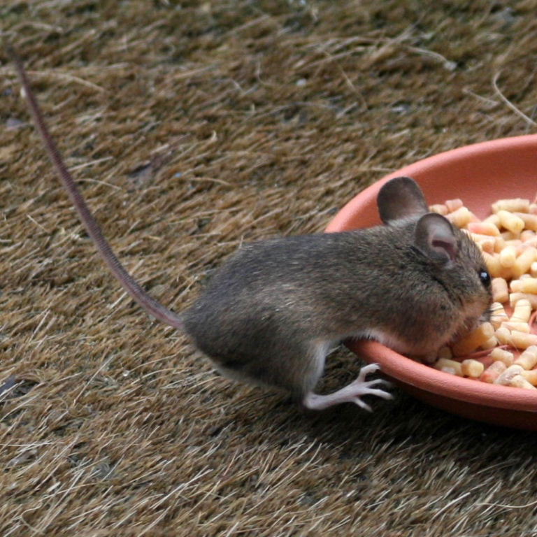 Wood Mouse at dinner