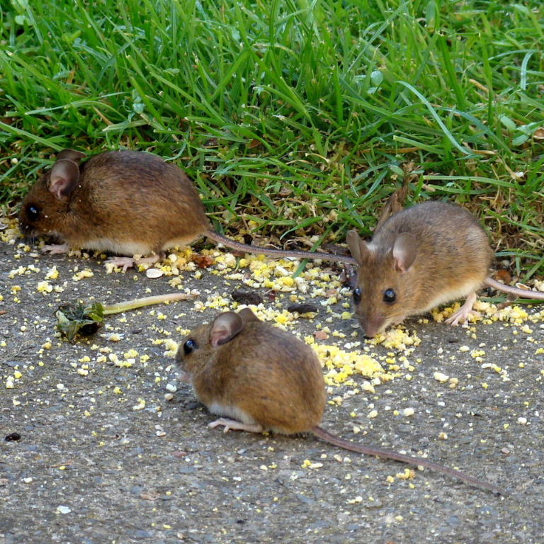 Three Wood Mice