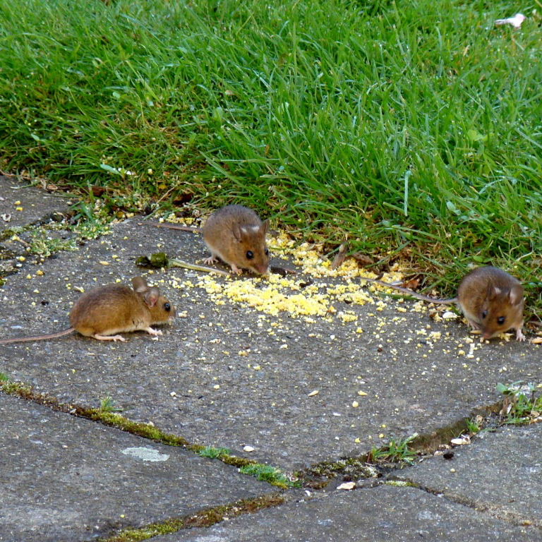 Three Wood Mice