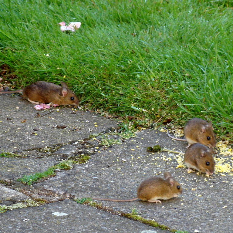 Four Wood Mice