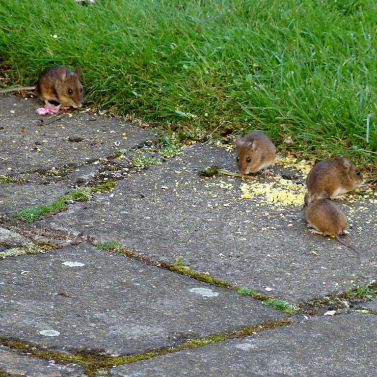 Four Wood Mice
