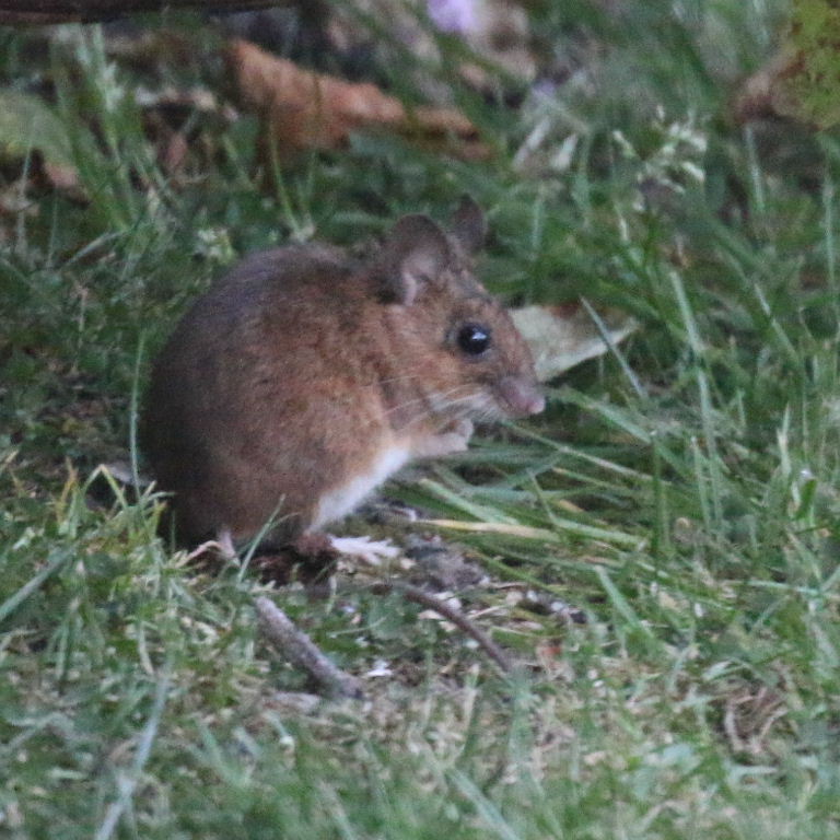 Wood Mouse