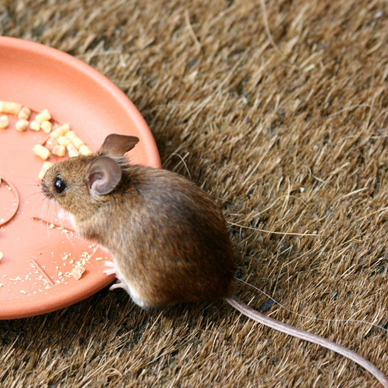 Wood Mouse