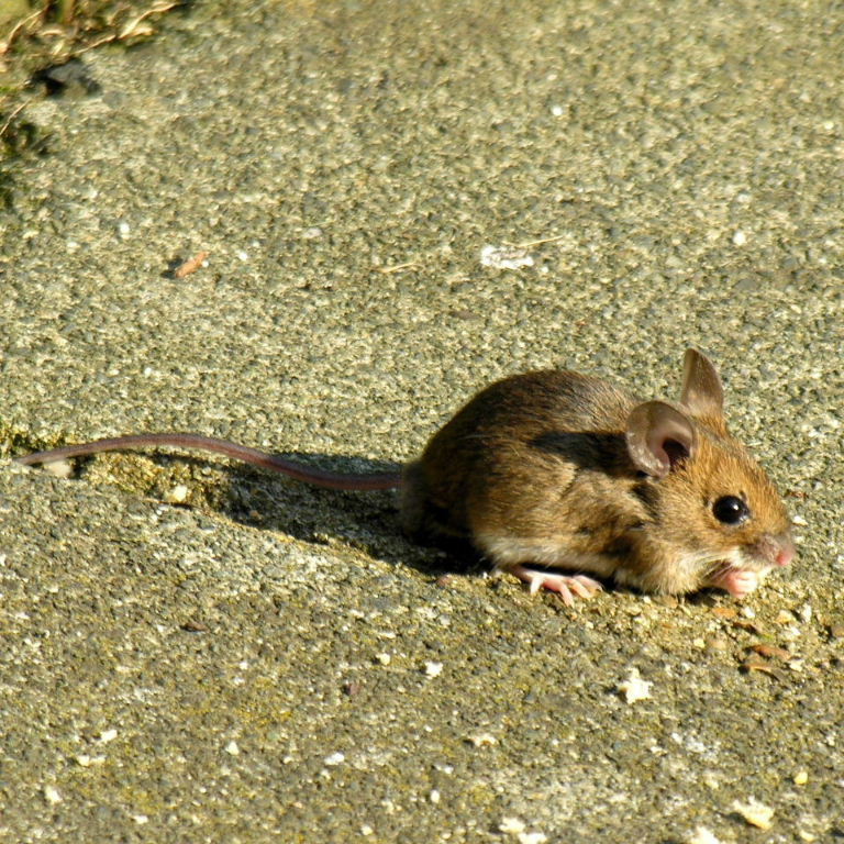 Wood Mouse