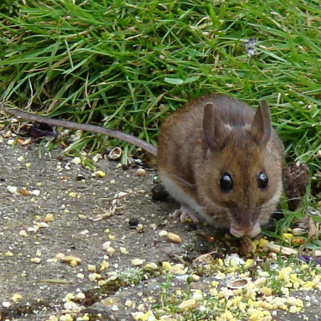 Wood Mouse