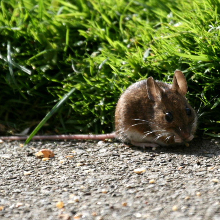 Wood Mouse