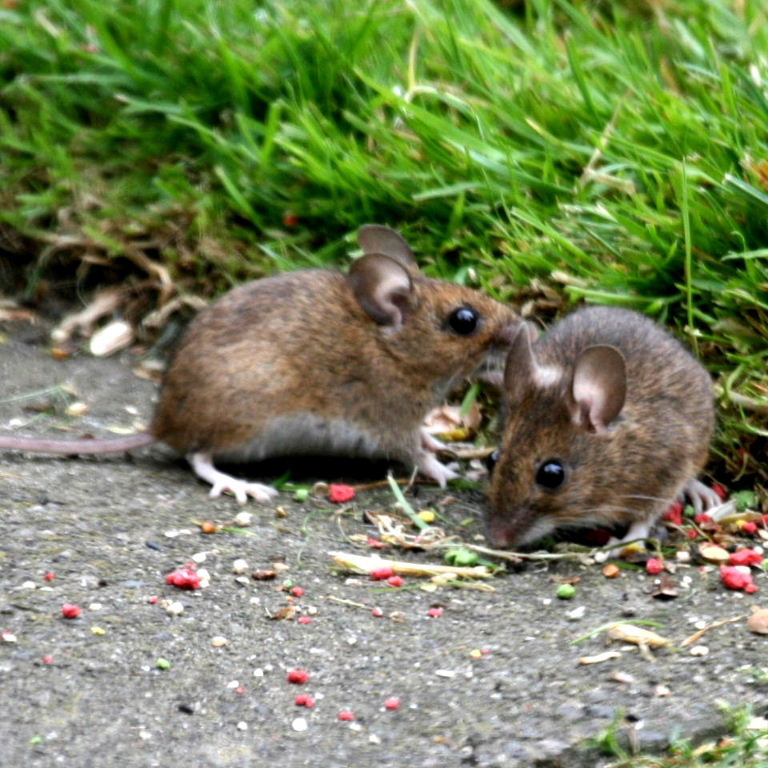 Two Wood Mice