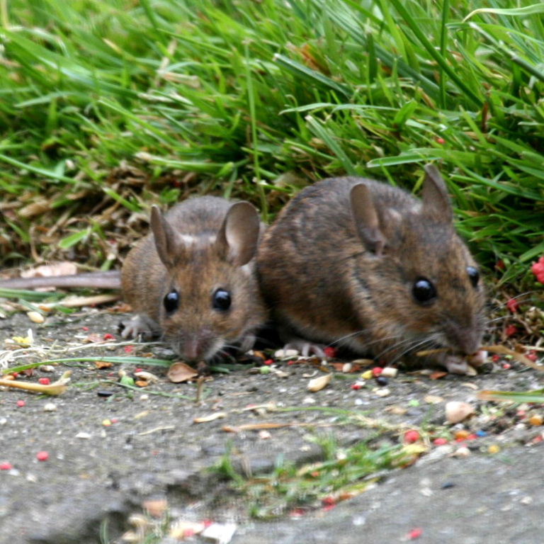mother and child