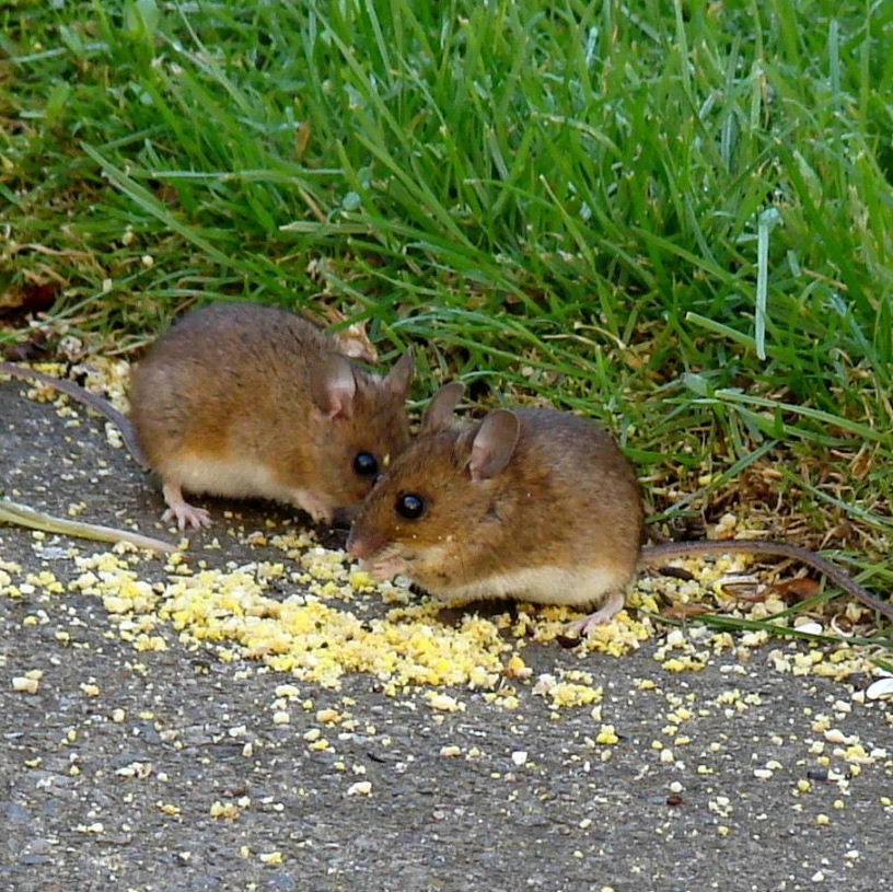 Two Wood Mice young