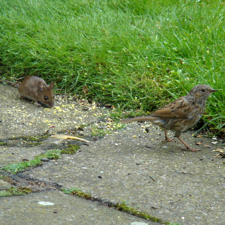 Wood Mouse with Dunnock