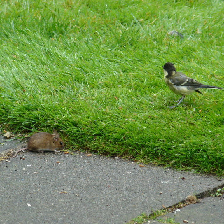 Wood Mouse with Great Tit fledgling