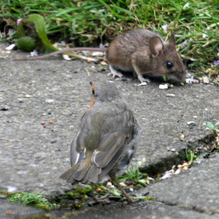 Wood Mouse with Robin