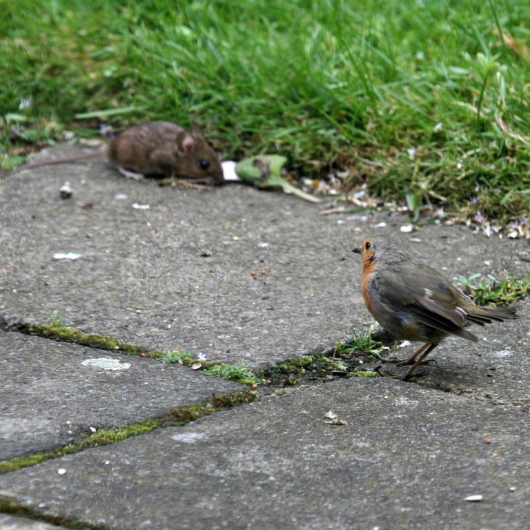 Wood Mouse with Robin