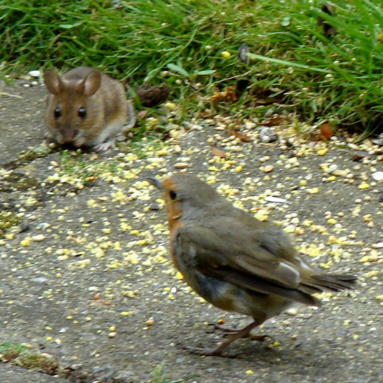 Wood Mouse with Robin
