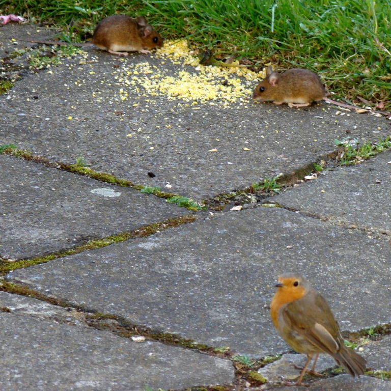 Wood Mouse with Robin
