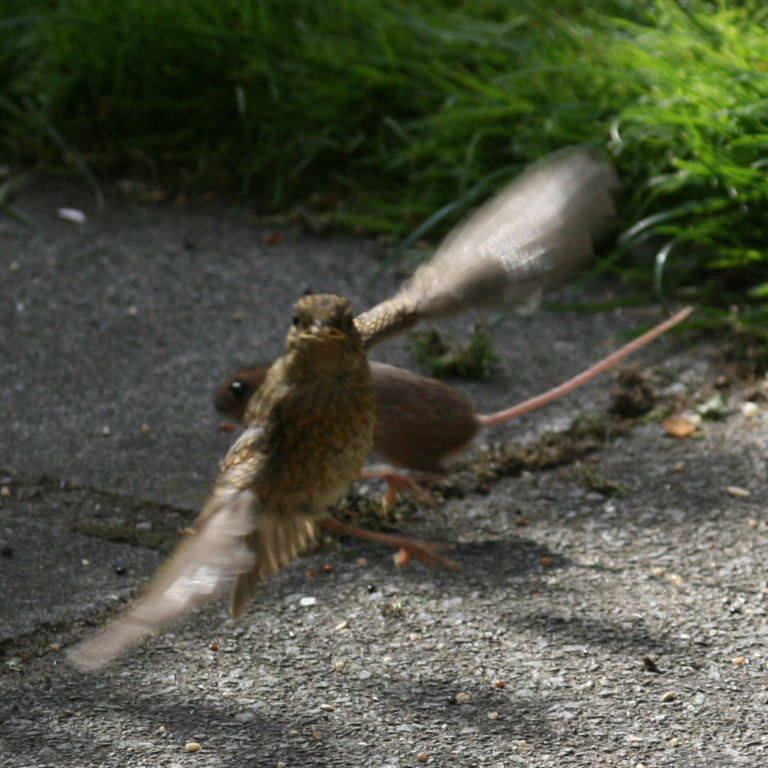 Wood Mouse with Robin