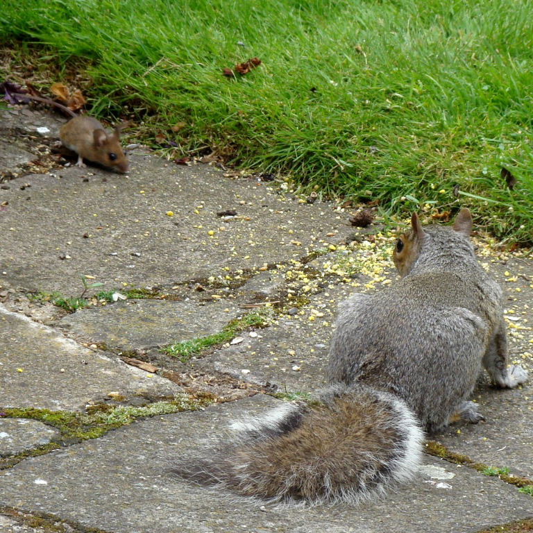 Wood Mouse with Squirrel