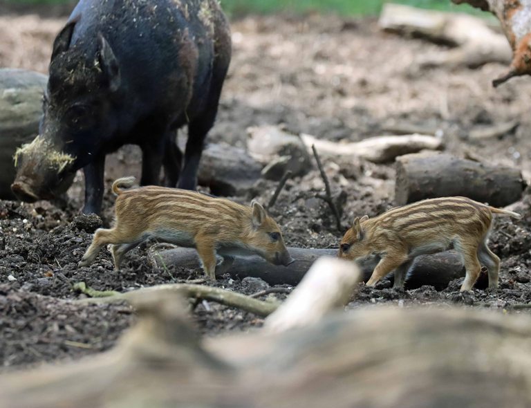 Wild Boar hog