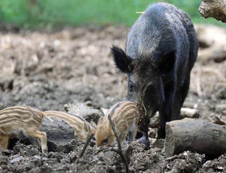 Wild Boar sow