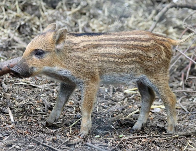 Wild Boar piglet