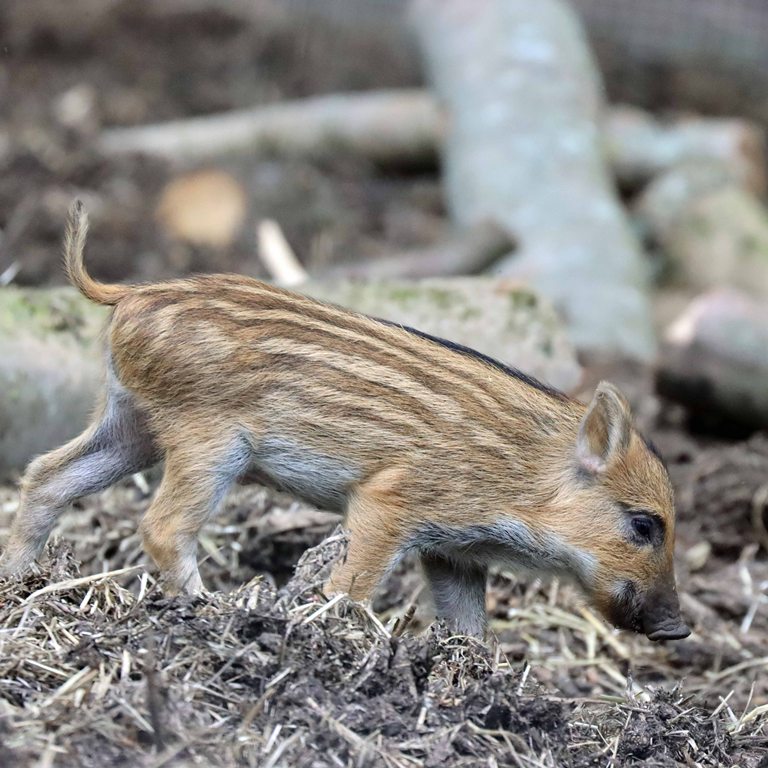 Wild Boar piglet