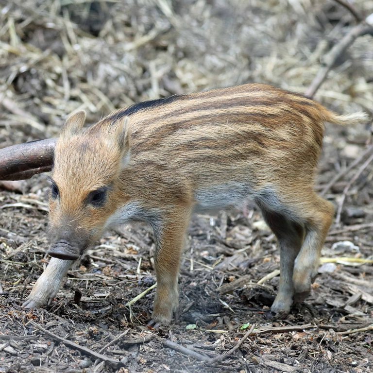 Wild Boar piglet