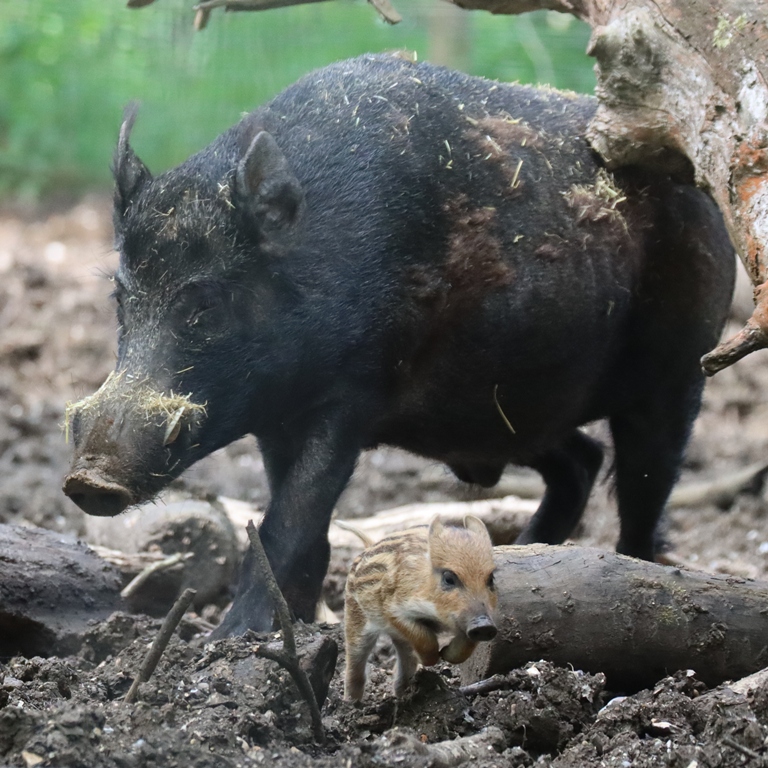 Wild Boar piglet with hog