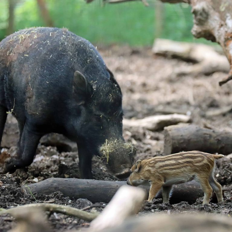 Wild Boar piglet