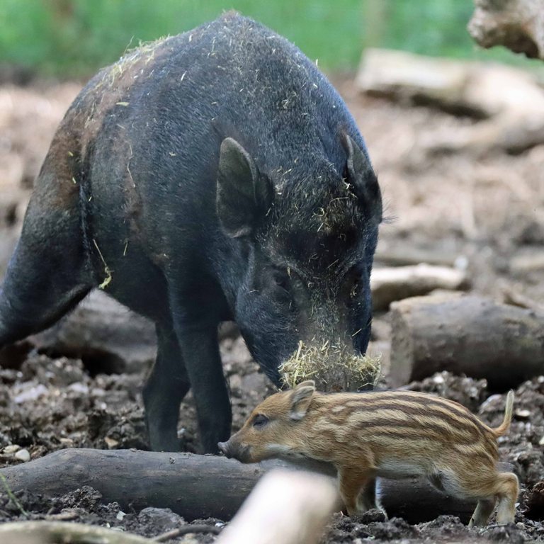 Wild Boar piglet
