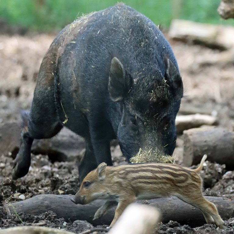 Wild Boar piglet with hog