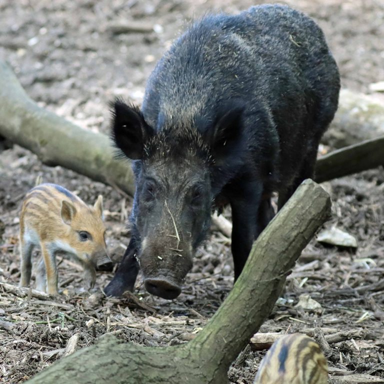 Wild Boar piglet
