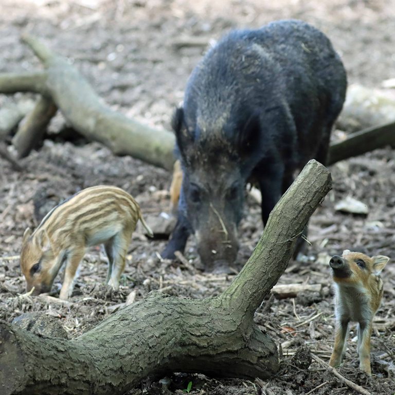 Wild Boar piglet