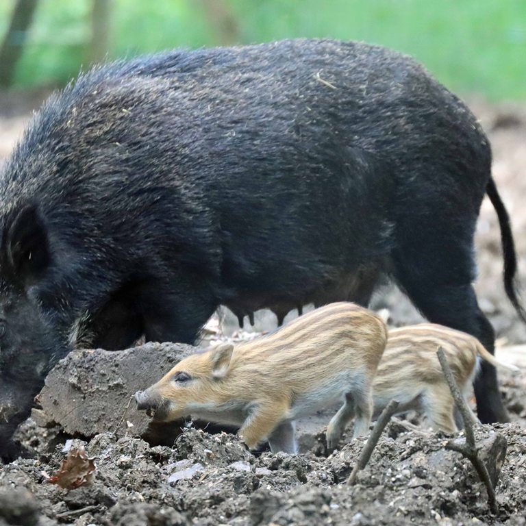 Wild Boar piglet with sow