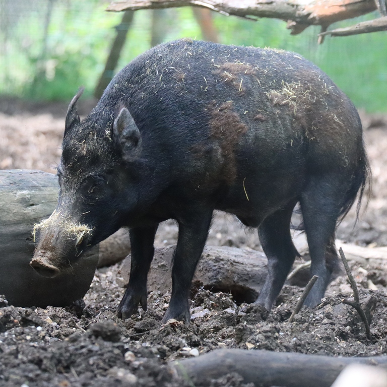 Wild Boar
