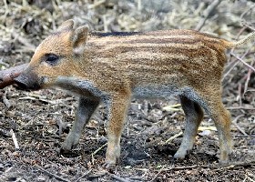 boar piglet
