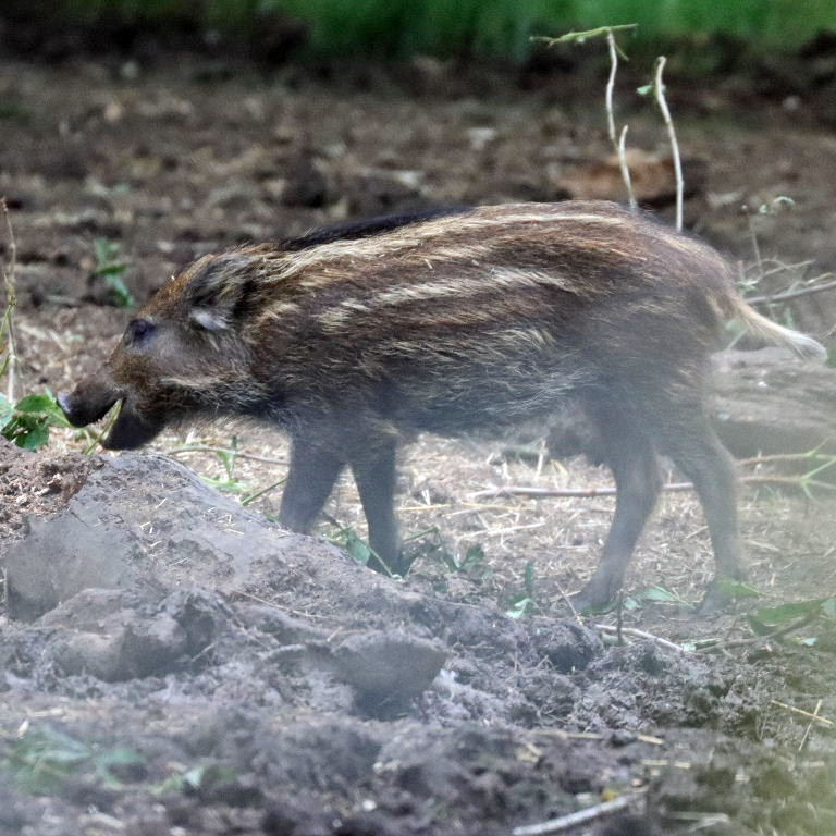 Wild Boar piglet