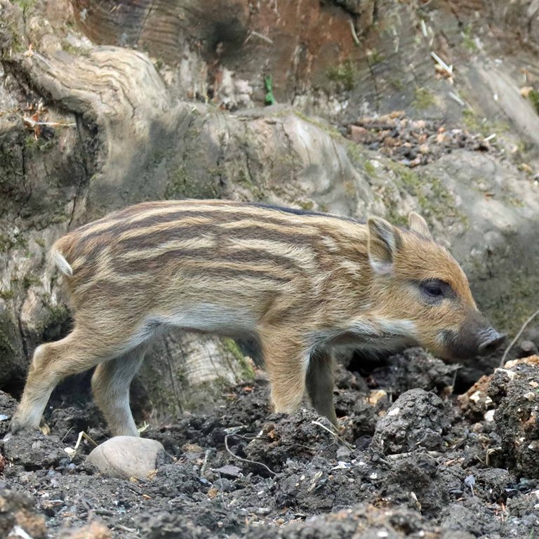 Wild Boar piglet