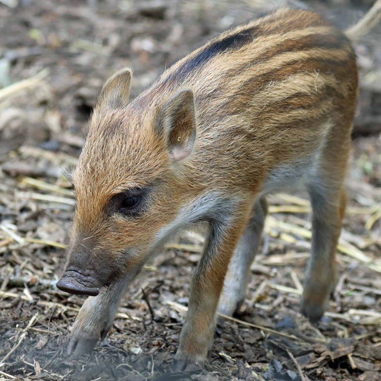 Wild Boar piglet