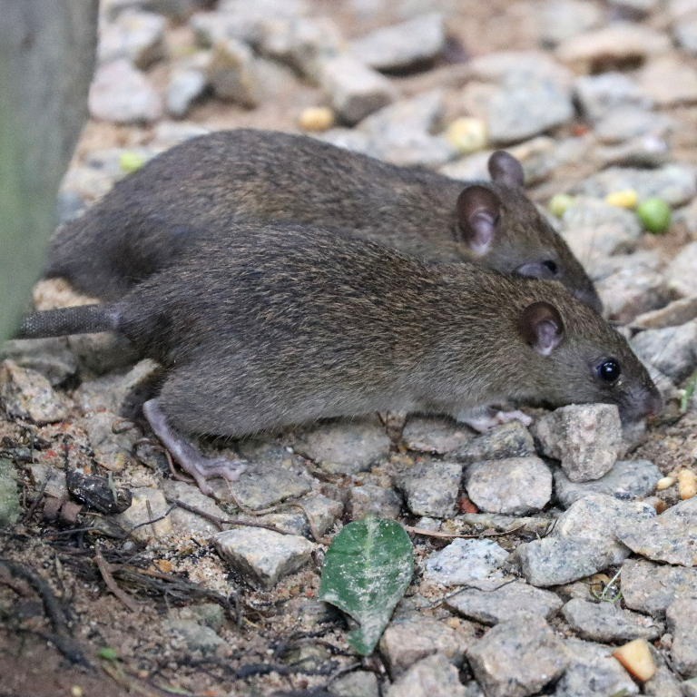 Brown Rat