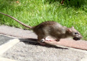 Brown Rat