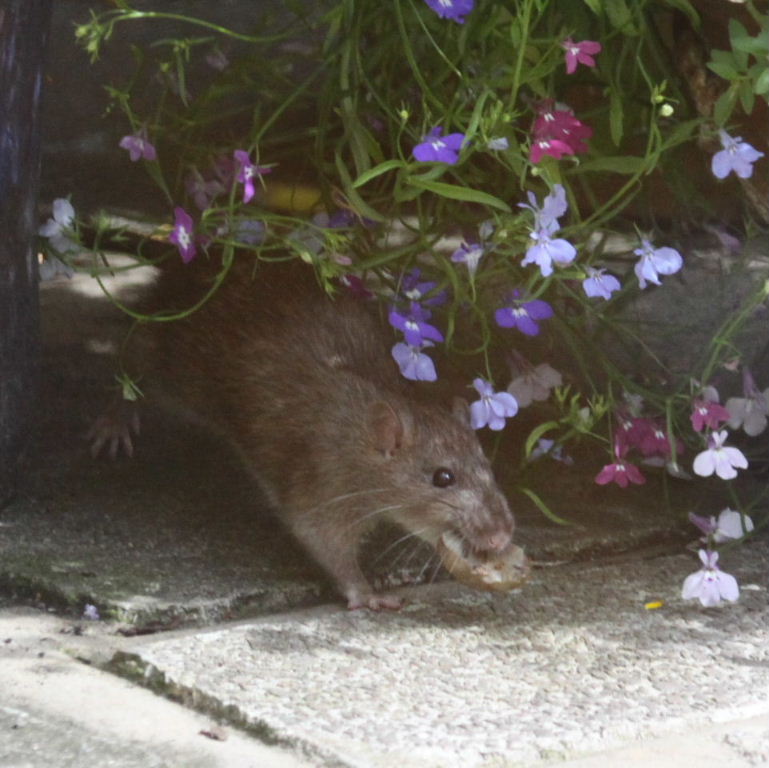 Brown Rat collecting snails