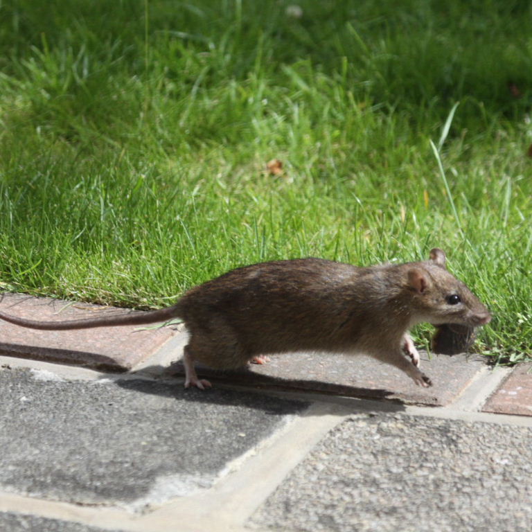 Brown Rat collecting snails