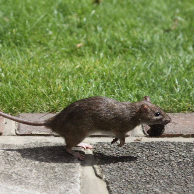 Brown Rat collecting snails