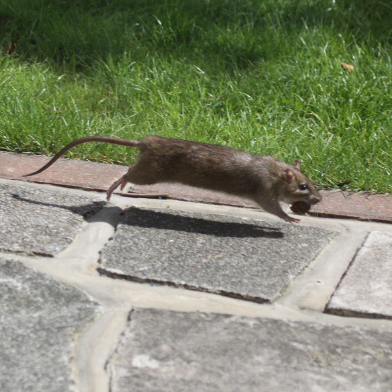 Brown Rat collecting snails