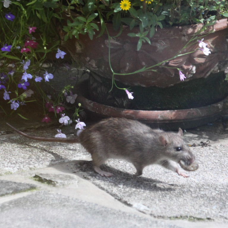 Brown Rat with snail