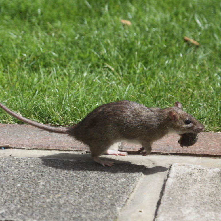 Brown Rat collecting snails